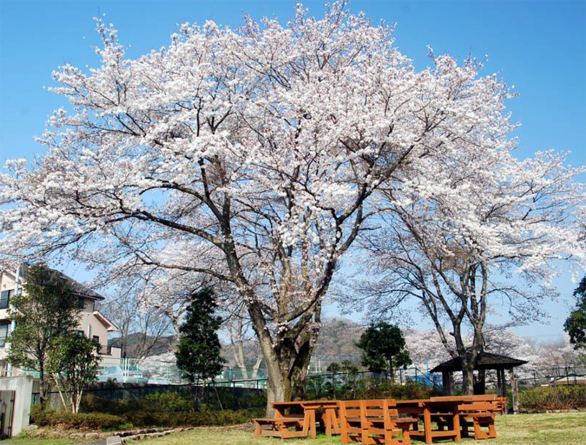 桜の写真