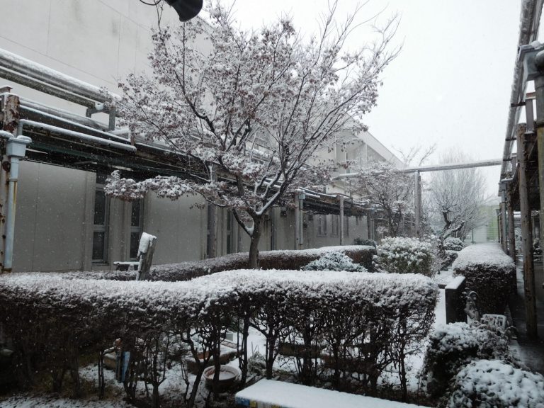 雪が積もった様子2