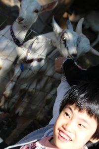 ヤギとの写真