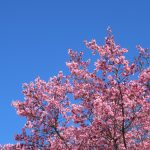 春の花1