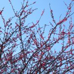 春の花2