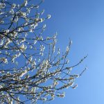 春の花6