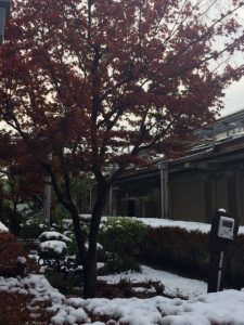 雪が積もった様子1