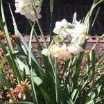 春の花々1