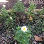 春の花々3