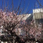 春の花々2