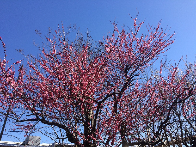 春の花々4