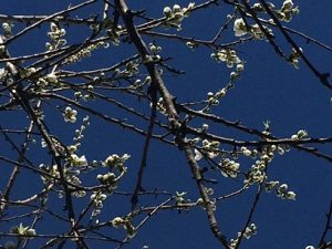 春の花々5
