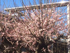 春の花々6