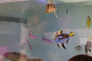 移動水族館車1