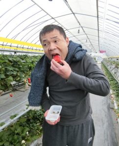 いちご狩りの様子