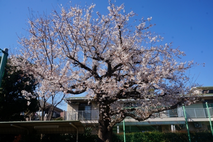 桜