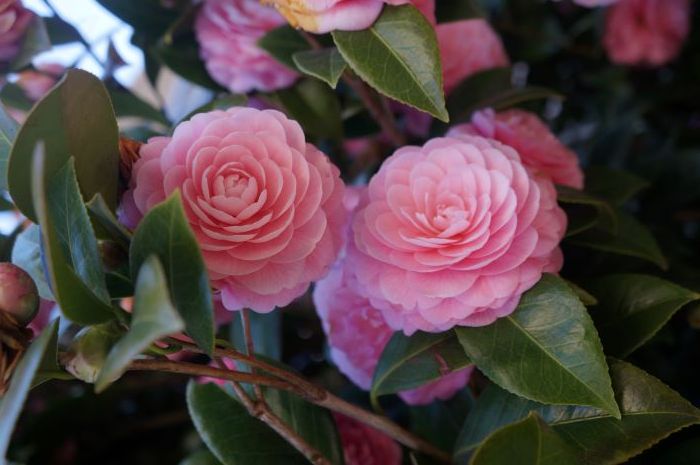 花々