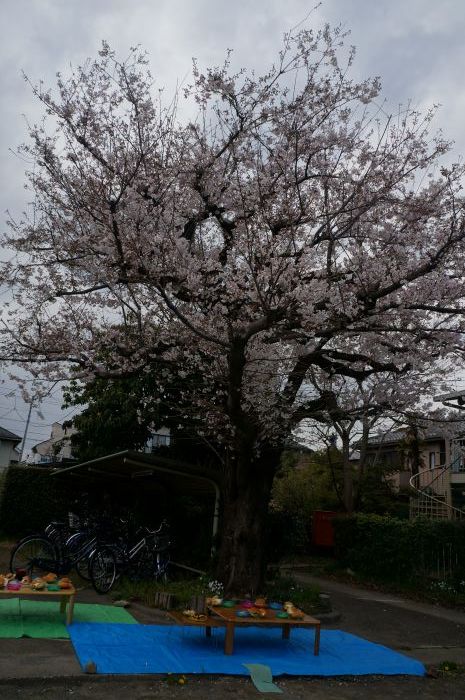 お花見