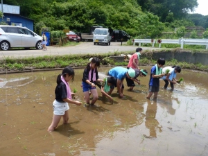 田植えの写真