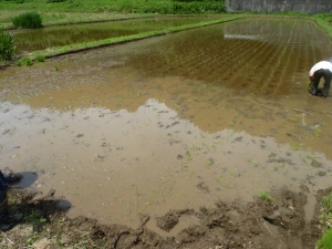 田植えの写真