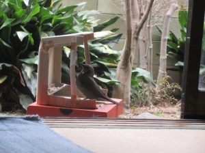 鳥の写真