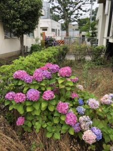 あじさいの写真