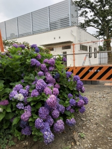 あじさいの写真2
