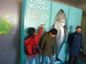 マグロ