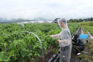 雨の中収穫
