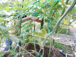 きゅうりを収穫する写真