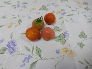 収穫されたミニトマトの写真