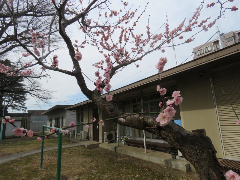 桜