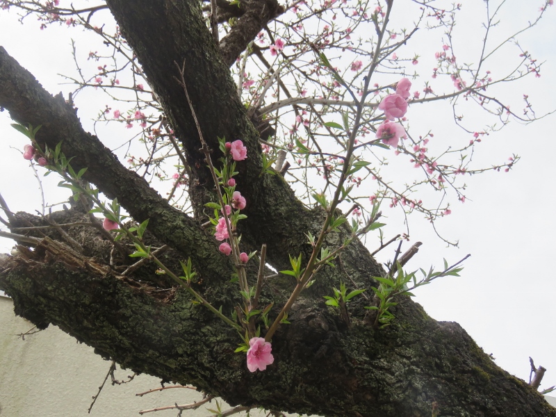 花桃