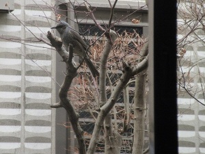 鳥の写真