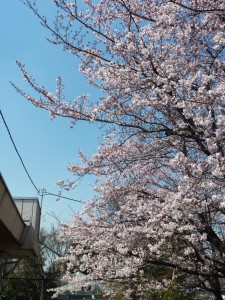 桜の写真